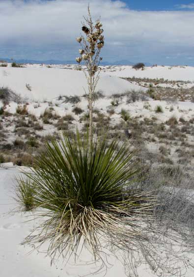 Snow Yucca