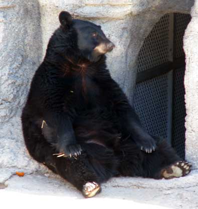 Black Bear/Prairie Dog