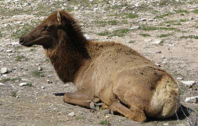 Elk/Bobcat