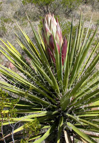 The Yucca plants are blooming