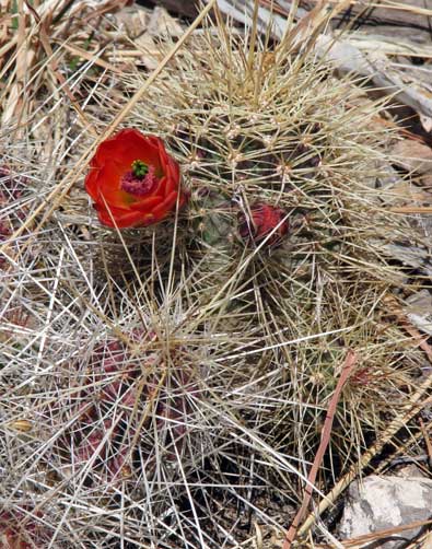 A flowering cactus and the first shade tree after two miles of hiking