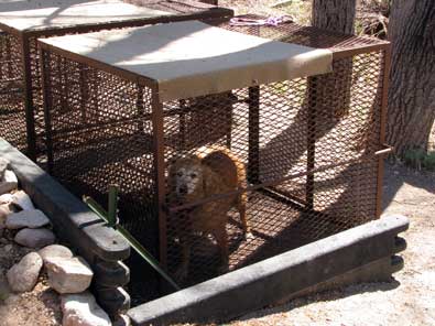 Morgan must stay behind in a free kennel, Gwen crosses the West Gila river on the trail to the dwellings.