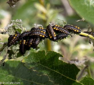 Larva of some kind