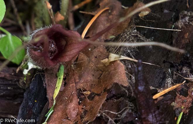 Wild Ginger flower