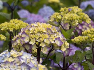 Farming of all sorts including flowers