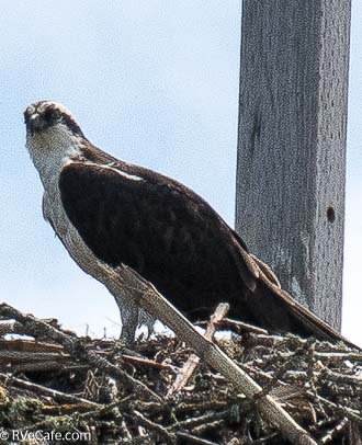 Osprey