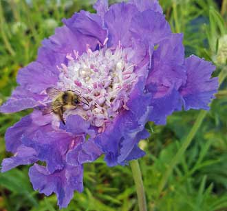 Flowers along the Telegraph Cove boardwalk