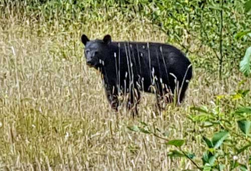 This bear didn't run away like the others we saw.