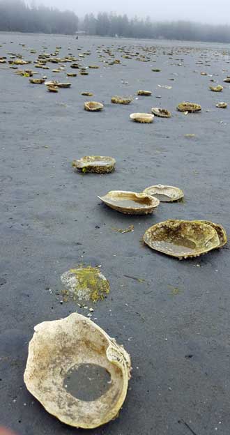 The beach is covered with shells but NOT Moon Snails