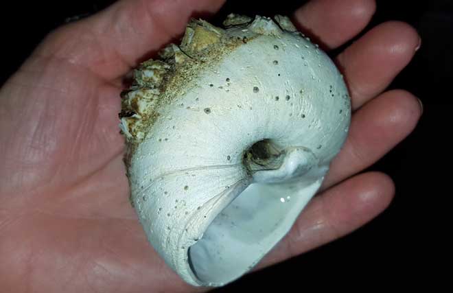 Gwen found ONE Moon Snail