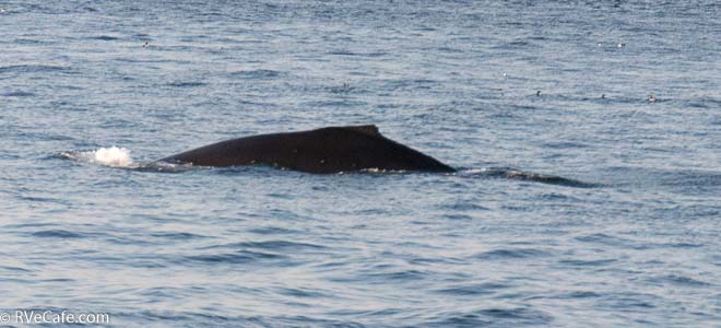 My best sighting of the humpback whale