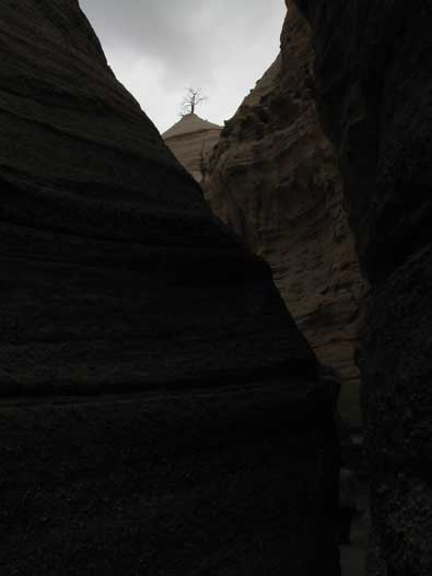 A lone tree skeleton at the top of the slot