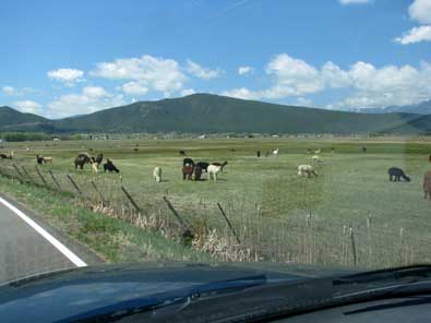 Alpaca ranch, we must return to the gift shop