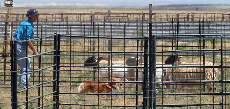 Willey and Sandy herding sheep