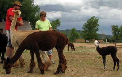 Mark was our guide. For some, these are investment animals both for breeding and fiber quality