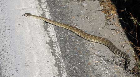 I met this along Hwy 49 today 2 miles from Downieville