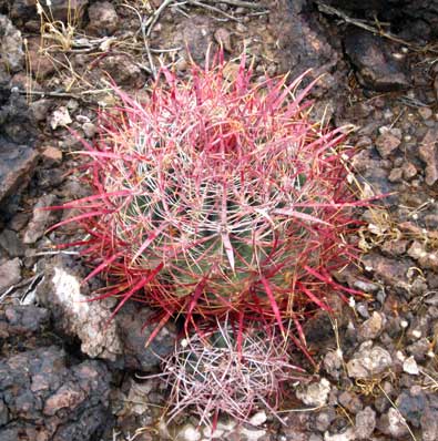 Barrel Cactus