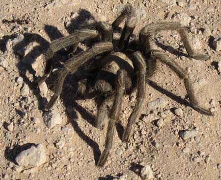 I'm not alone in the desert while mountain biking