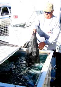 File live fish are dumped into the bin