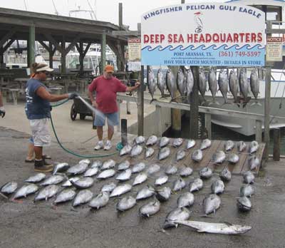 A catch from a deep sea fishing trip just docking