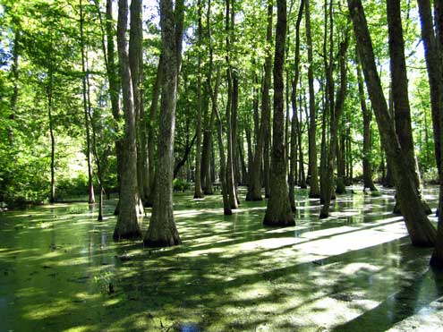 Cypress Swamp