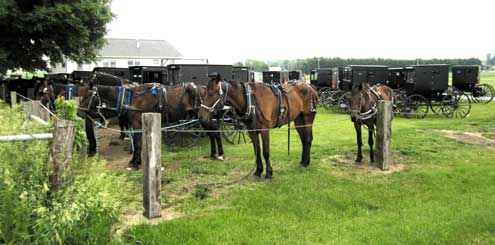 A large Mennonite group is playing softball today.