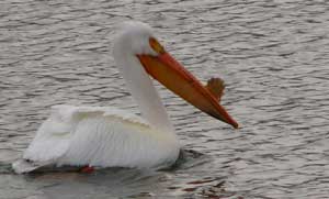 Pelicans come to visit the lake