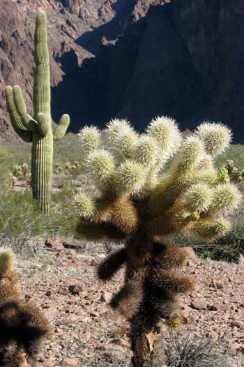 The desert close up