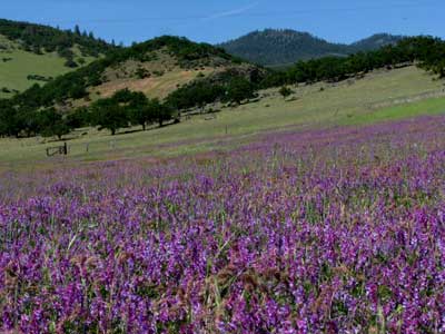 Fields of purple