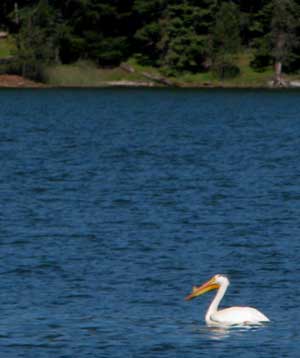 Pelican on the lake