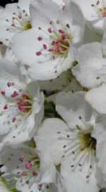 Tree blossoms waiting for a photo