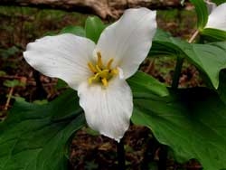 Trillium