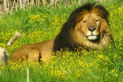 The king of beasts, up close