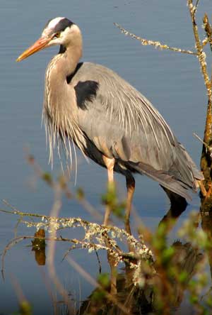 Blue Heron