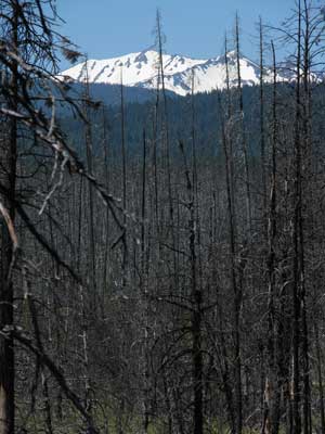 Results of a wild fire around Davis Lake and beyond