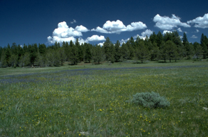 Gerber Recreation Area