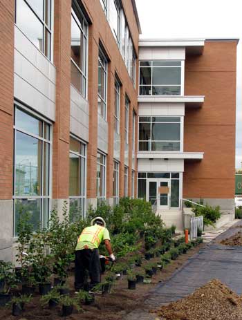 Getting the bushes in the ground