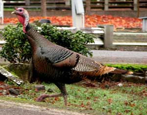 Wild Turkeys in the park