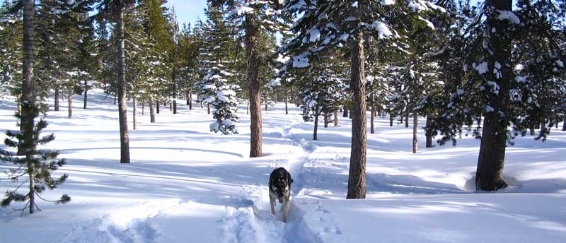 Gunnar in Truckee