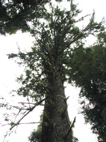 Tree limbs above the panels pose a threat