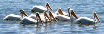 Pelicans visit several times each day