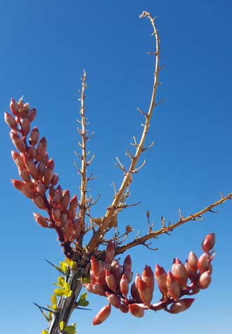 Ocotillo in bloom