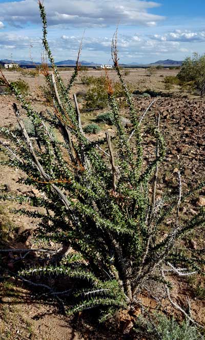 Ocotillo