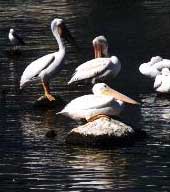 Pelcans on Howard Prairie Lake