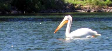 Pelican on the lake