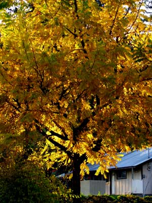 Fall colors using Gwen's new camera