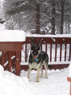 Gunner in Truckee, California