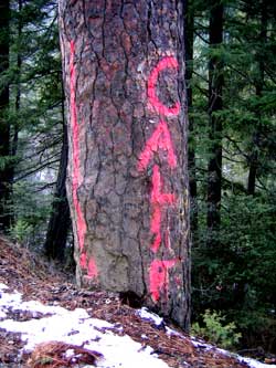 California side of this Ponderosa Pine