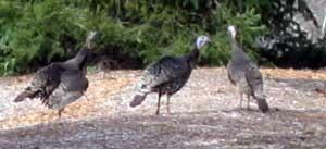 Wild Turkeys come to visit