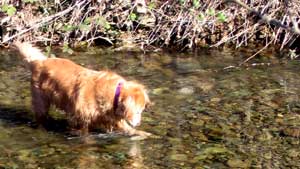 Morgan searching for rocks in Thompson Creek